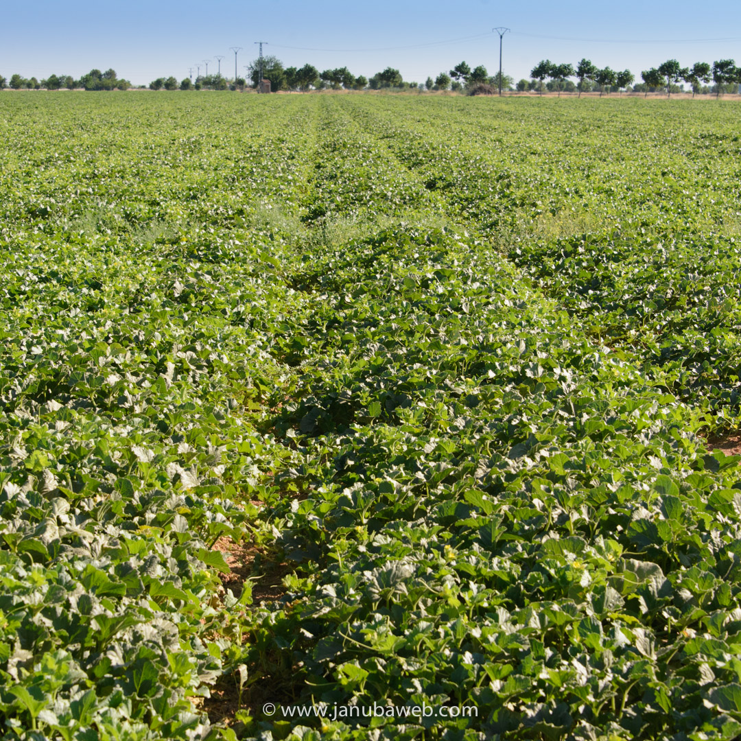 Agricola JJF
